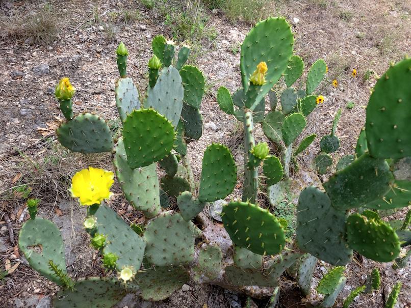 Be A Cactus Flower!